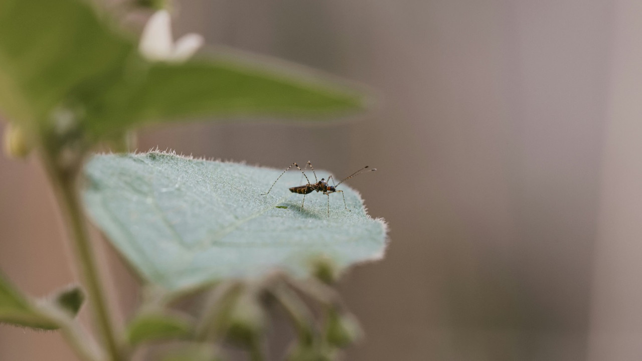 Dengue; mosquito; aedes aegypti. Foto: Unsplash.