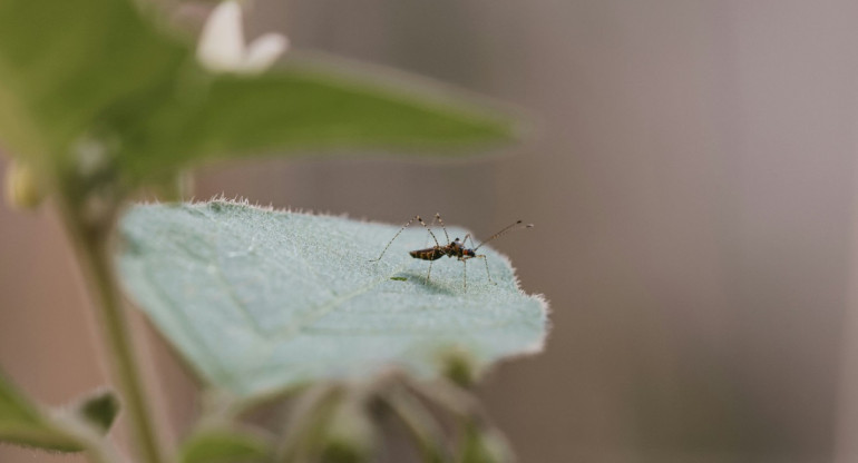 Dengue; mosquito; aedes aegypti. Foto: Unsplash.