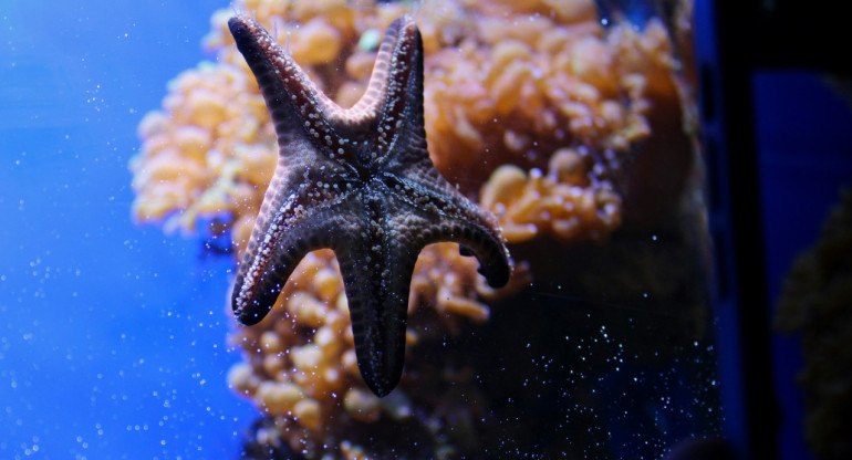 Estrella de mar. Foto: Unsplash