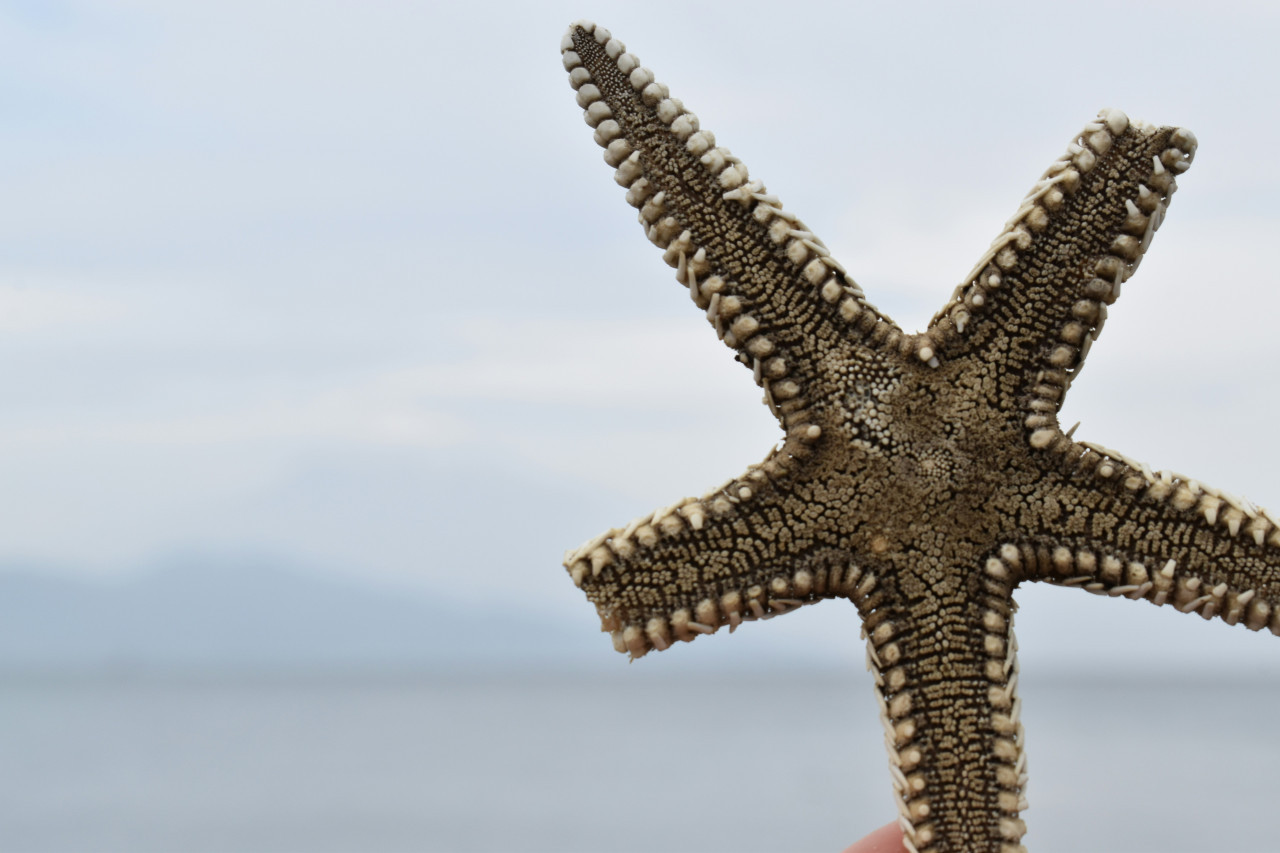 Estrella de mar. Foto: Unsplash