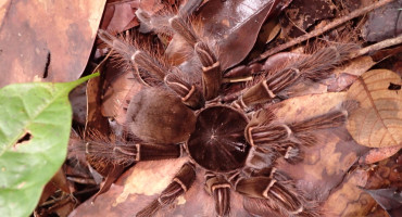 Theraphosa blondi, la tarántula gigante que ingresó al récord Guinness. Foto: ArgentíNat.