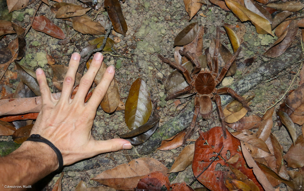 Theraphosa blondi posee el tamaño de una mano de adulto promedio. Foto: ArgentíNat.