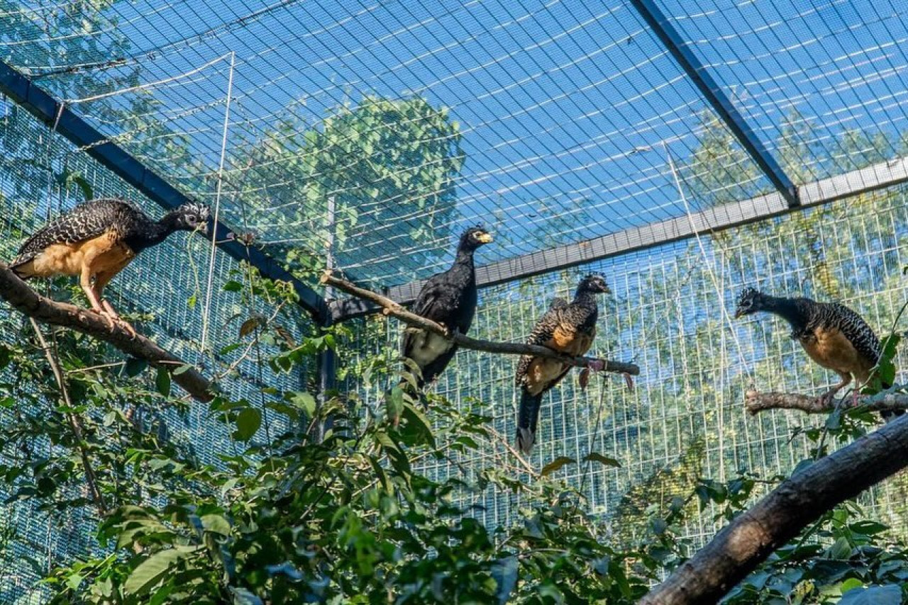 Muitús. Foto: Instagram/parqueiberacorrientes