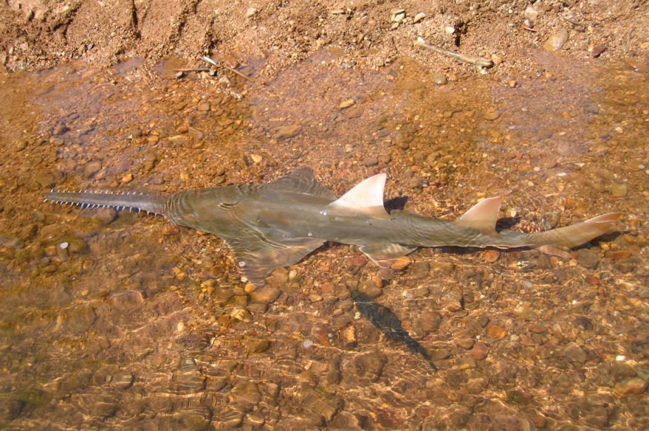 Tiburón sierra. Foto: X