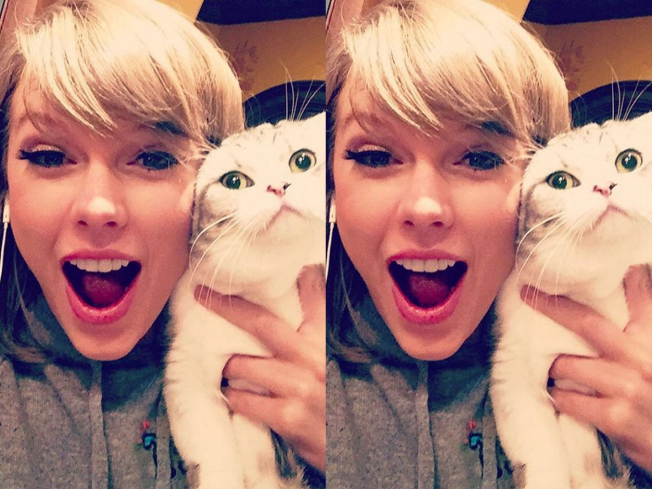 Olivia, la gata de Taylor Swift. Fuente: Instagram