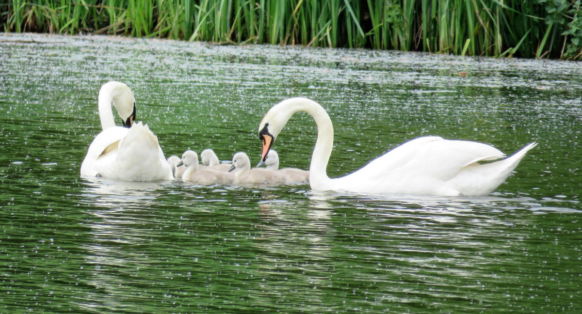 Cisnes. Foto Unsplash.