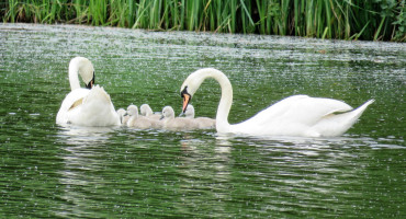 Cisnes. Foto Unsplash.