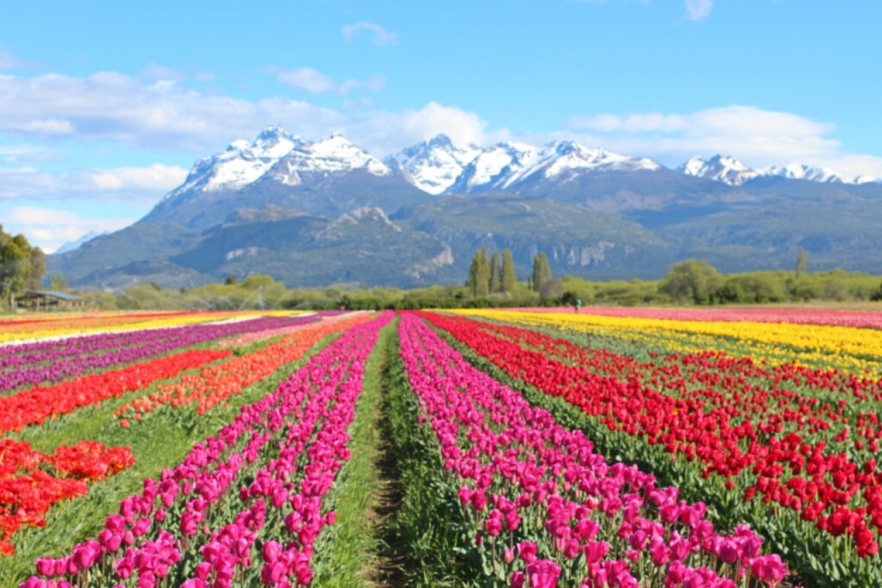 Campo de Tulipanes, Trevelin, Chubut. Foto: Turismo Trevelin.