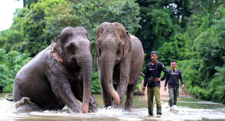 Dos elefantes domesticados caminan en libertad como una forma de ecoturismo en Vietnam que busca cambiar los abusos a animales en el sector del turismo. Foto: EFE