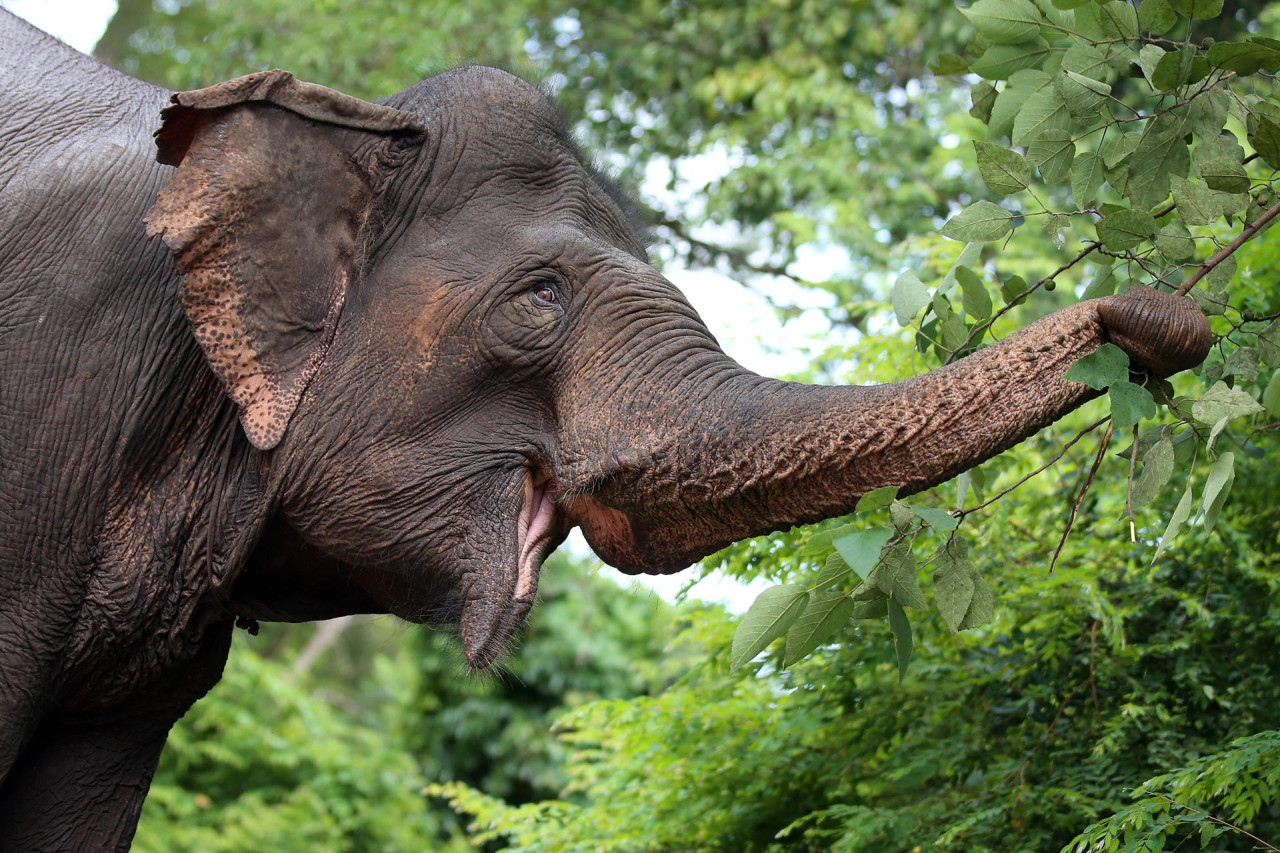 Un elefante come fruta de un árbol en el Parque Nacional Yok Don, en la sureña provincia vietnamita de Dak Lak. Foto: EFE