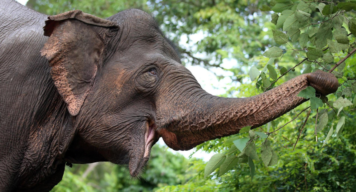 Un elefante come fruta de un árbol en el Parque Nacional Yok Don, en la sureña provincia vietnamita de Dak Lak. Foto: EFE