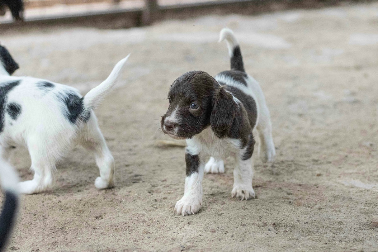 Perro; mascota. Foto: Unsplash.