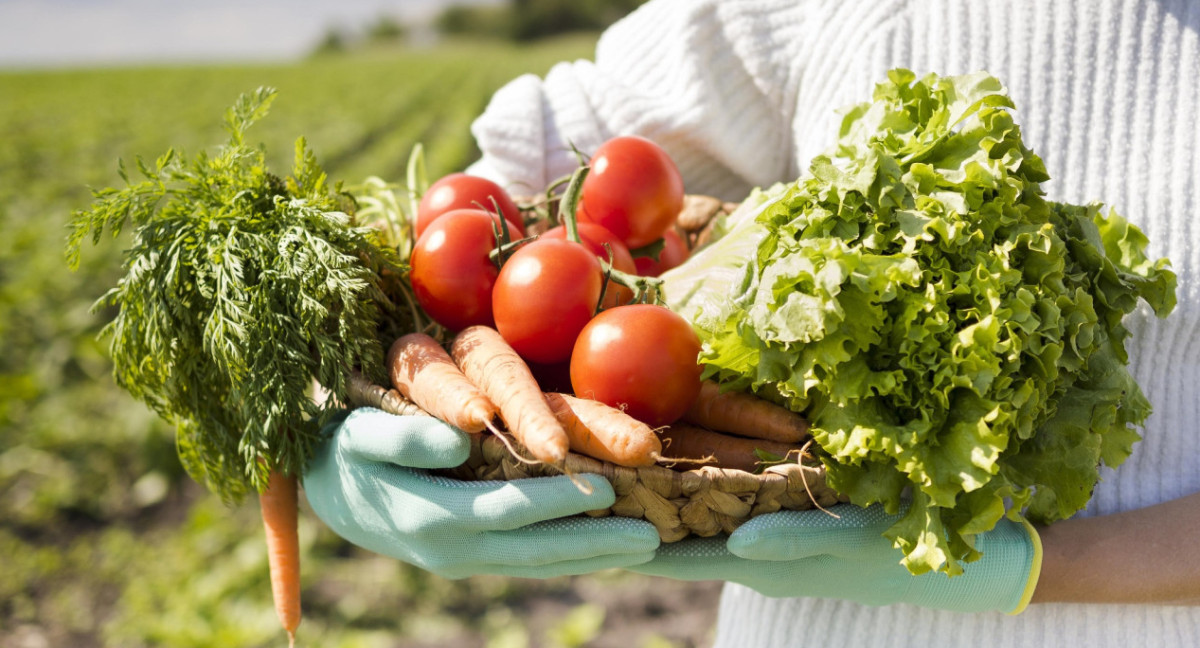 Huerta, verduras. Foto Freepik.