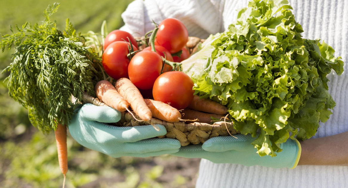 Huerta, verduras. Foto Freepik.