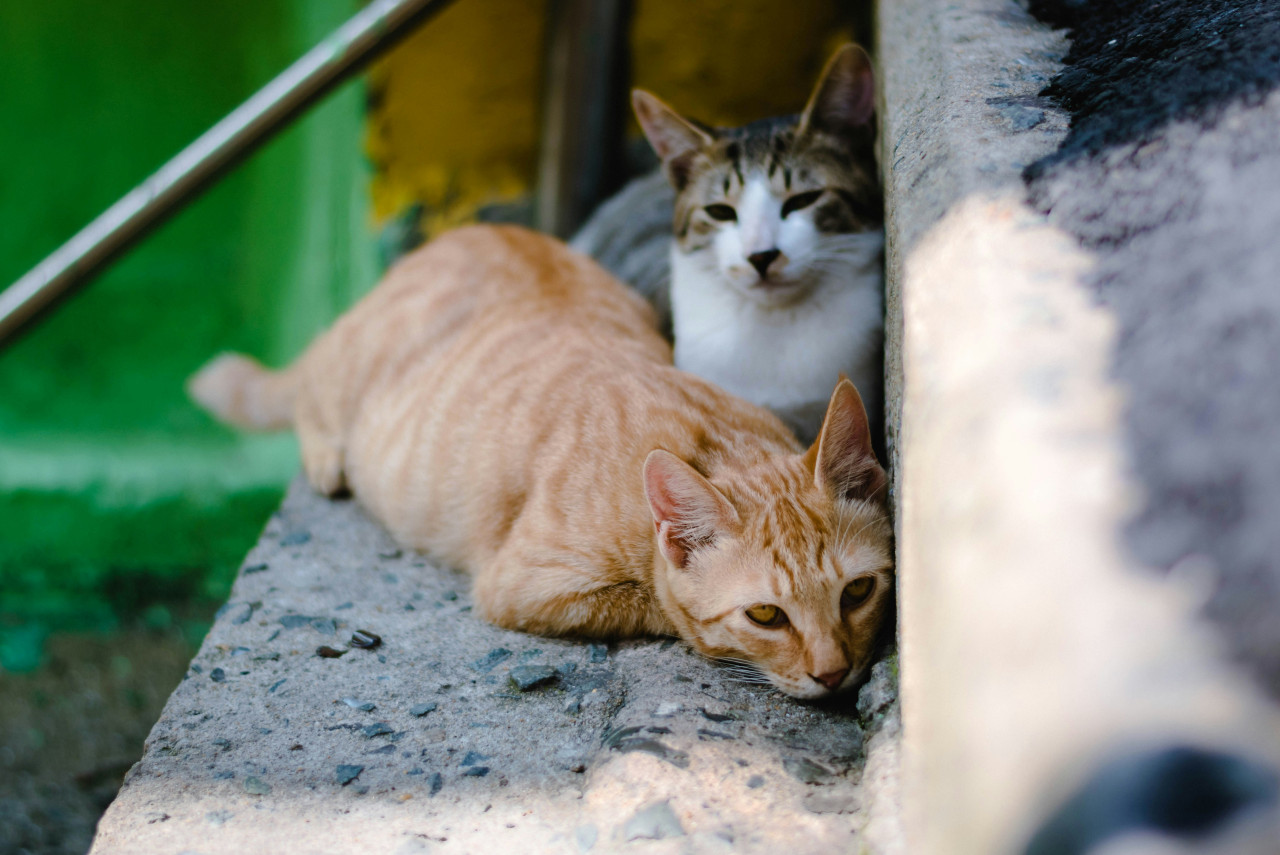 Gatos. Foto: Unsplash.