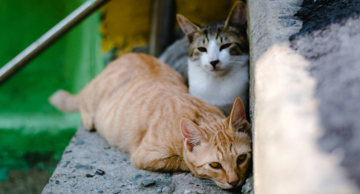 Gatos. Foto: Unsplash.