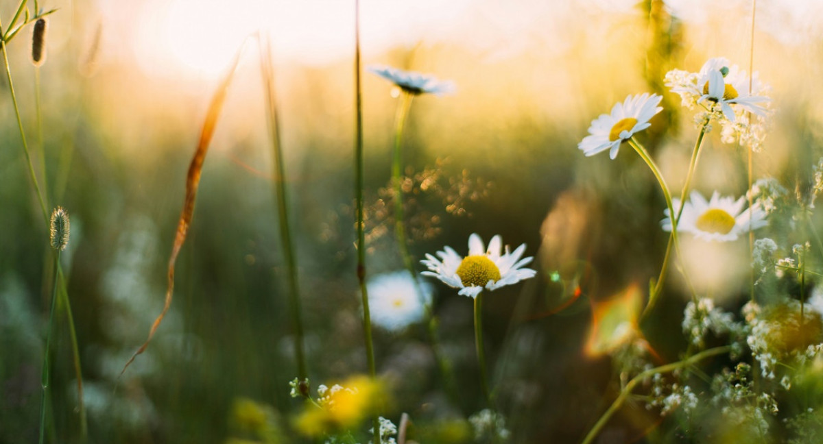 Primavera. Foto: Unsplash.