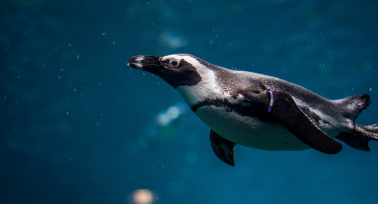 Pingüino. Foto: Unsplash.