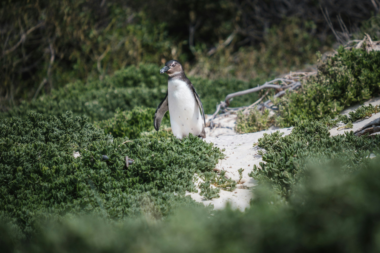 Pingüino. Foto: Unsplash.