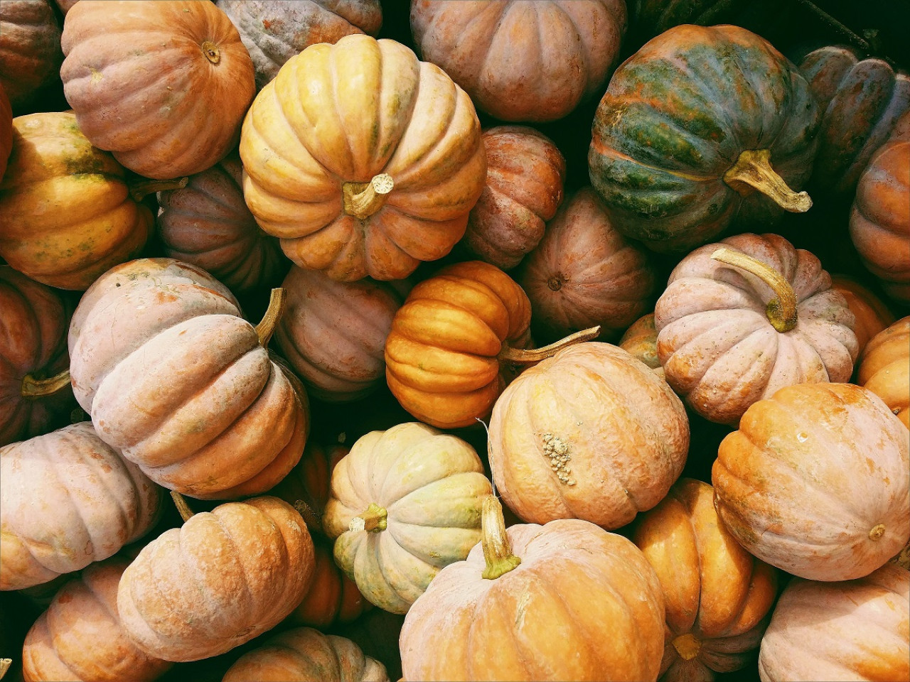 Calabazas. Foto: Unsplash.