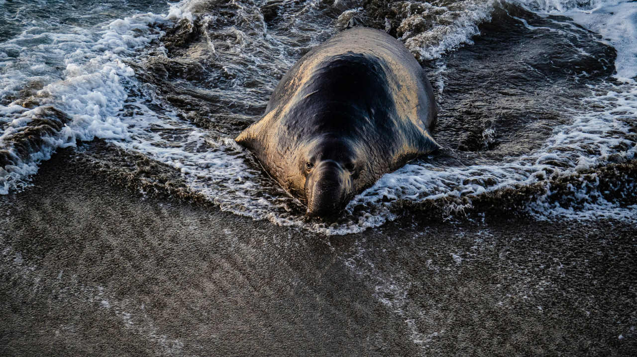 Foca. Fuente: Unsplash.