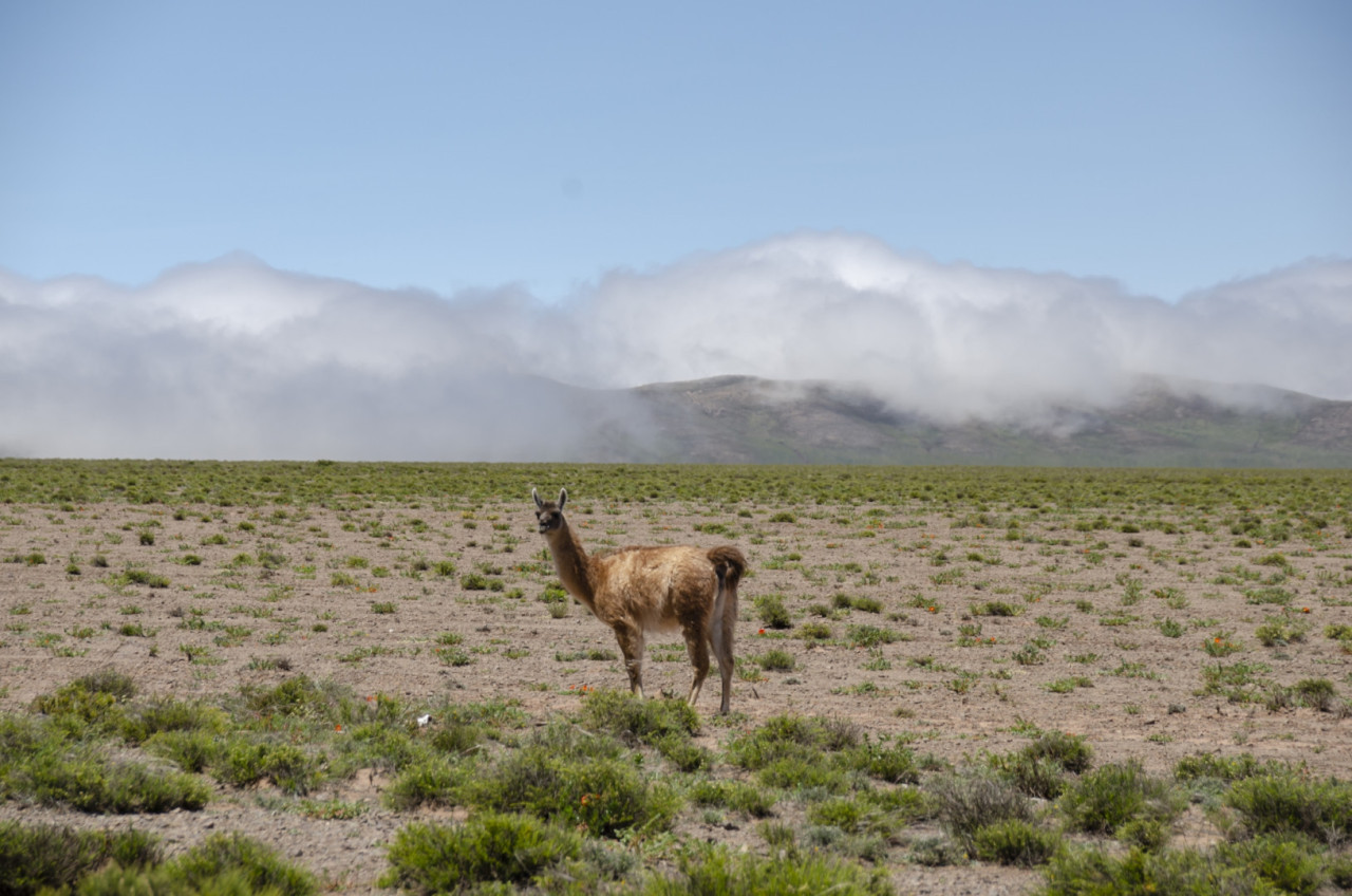 Parque Nacional Los Cardones. Foto. Argentina.gob.ar