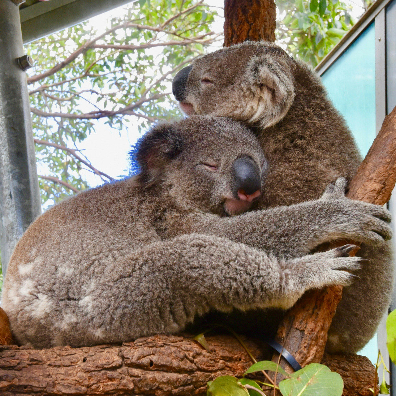 Koalas. Foto: Unsplash