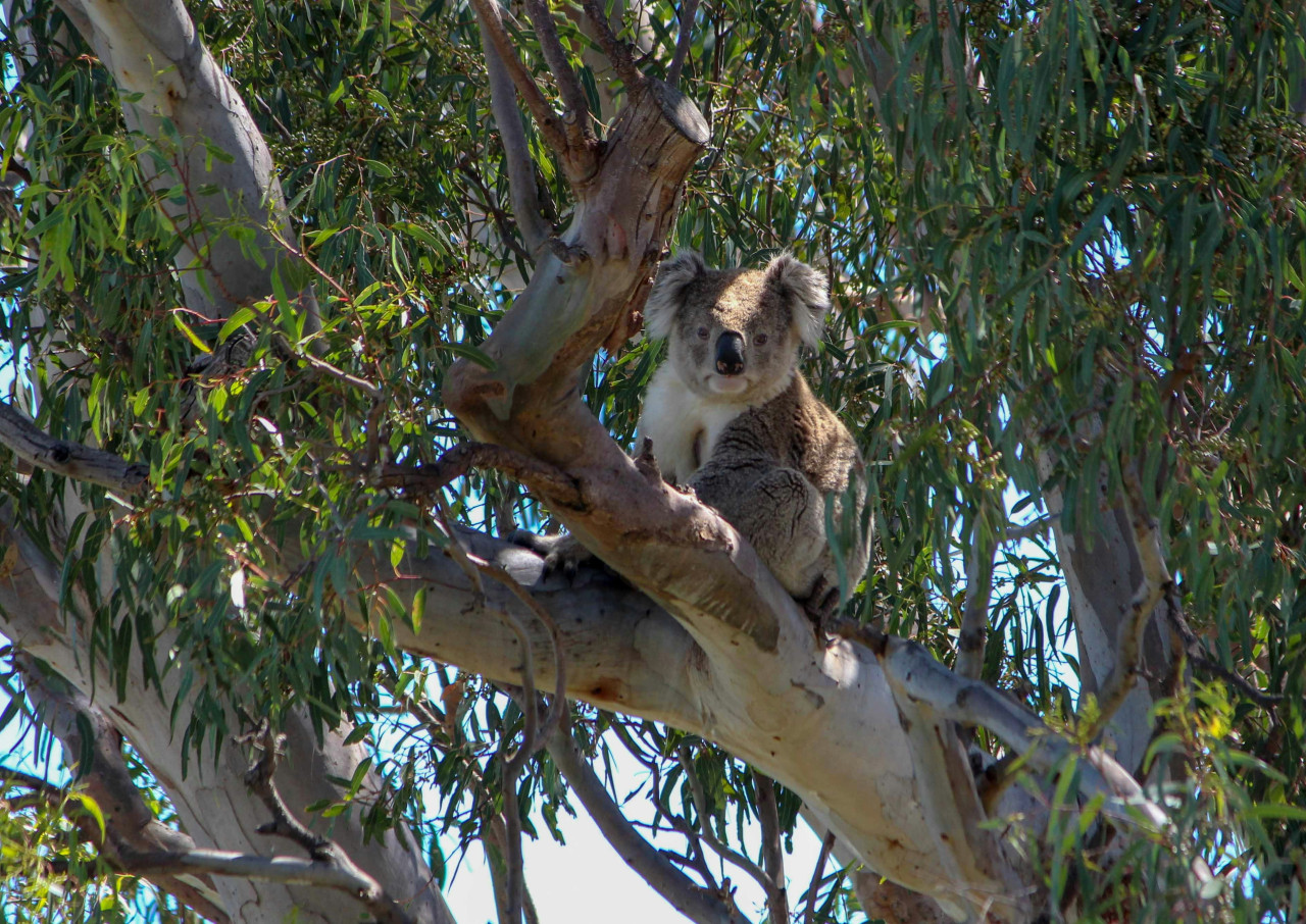 Koalas. Foto: Unsplash