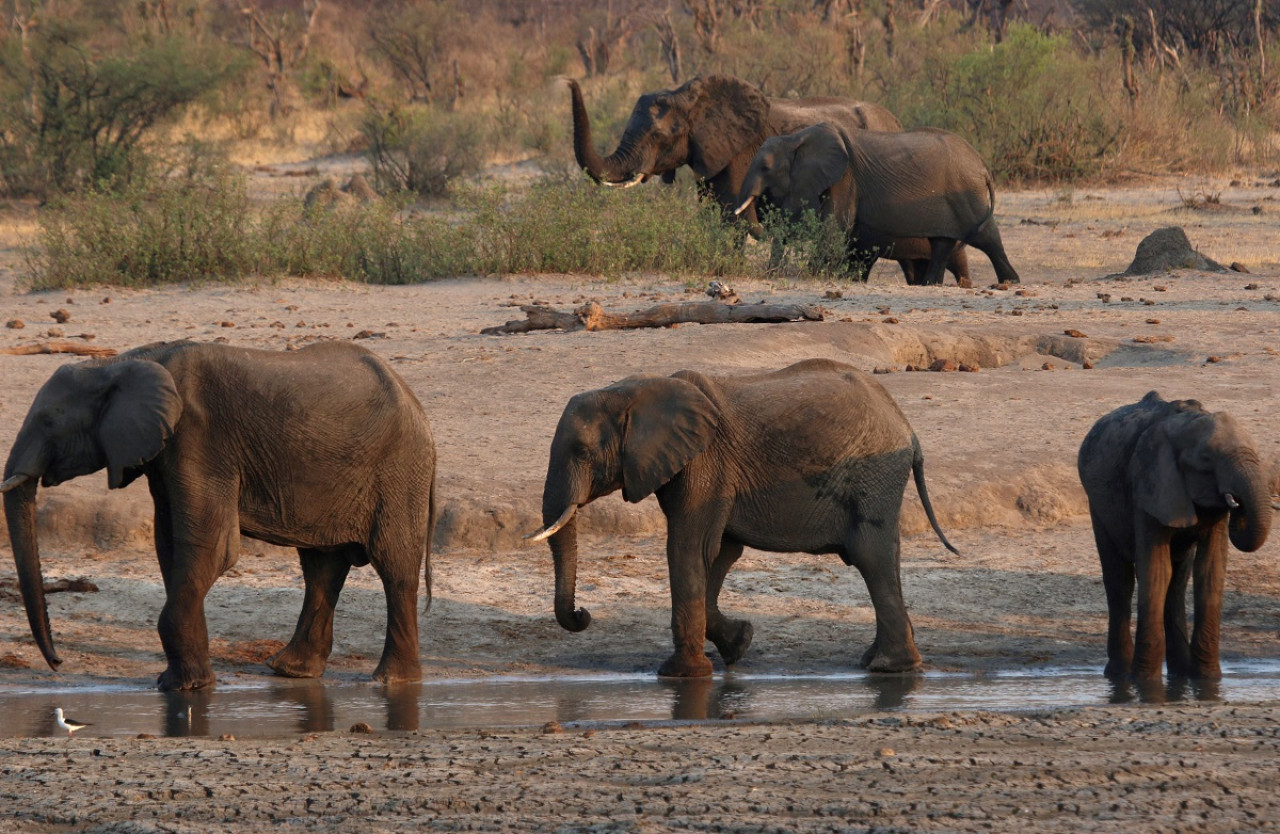 Elefantes en el Parque Nacional Hwange, Zimbabue. Foto: Reuters.