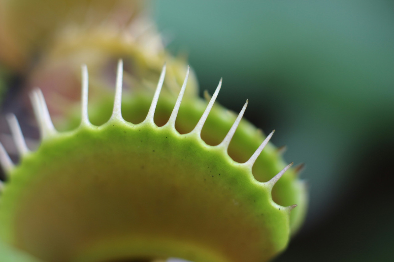 Planta carnívora. Foto Unsplash.