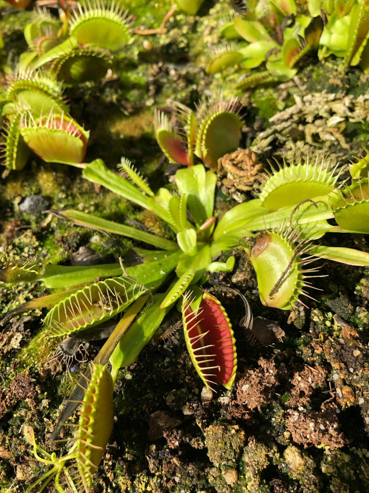 Planta carnívora. Foto Unsplash.