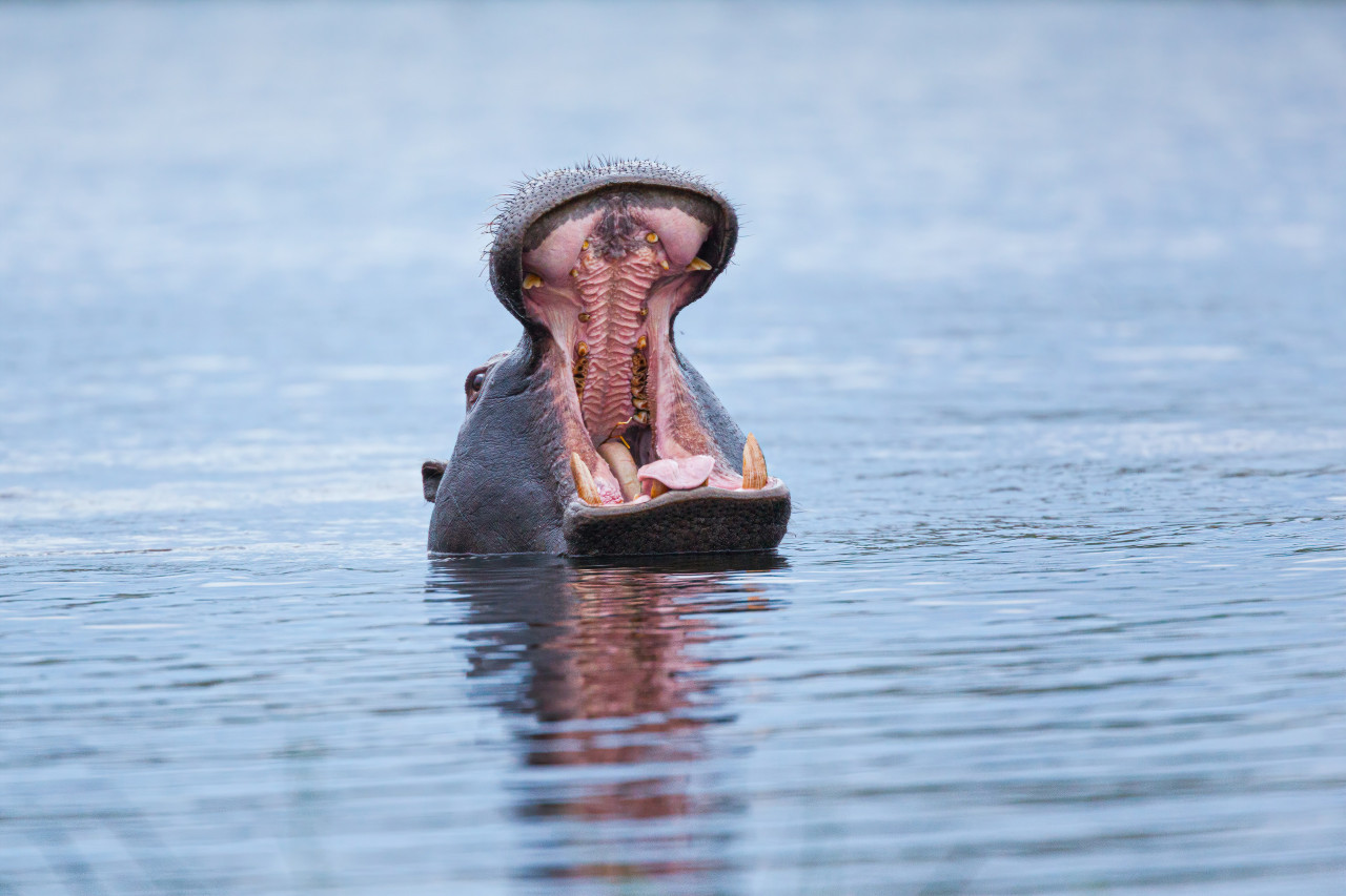 Hipopótamo; bostezo. Foto: Unsplash