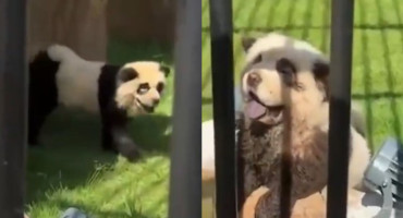 La estafa de un zoológico en China: admiten que sus pandas son perros pintados: Captura de video