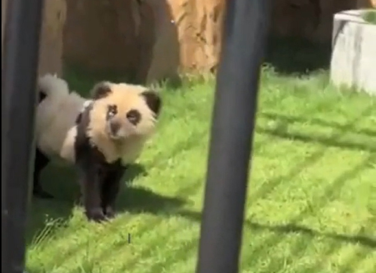 Zoológico chino pinta perros para hacerlos pasar por pandas. Foto: captura