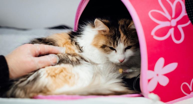 Gato en el veterinario. Foto: Unsplash.