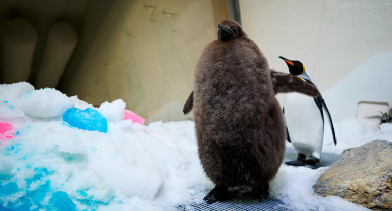 Pesto, el gigante pingüino glotón que asombra a los australianos. Foto: EFE.