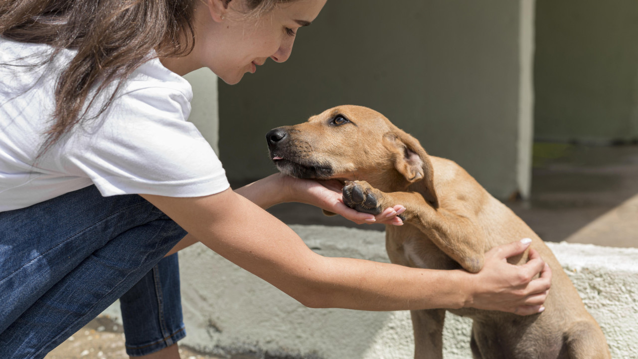 Perros, mascotas. Foto: Freepik.