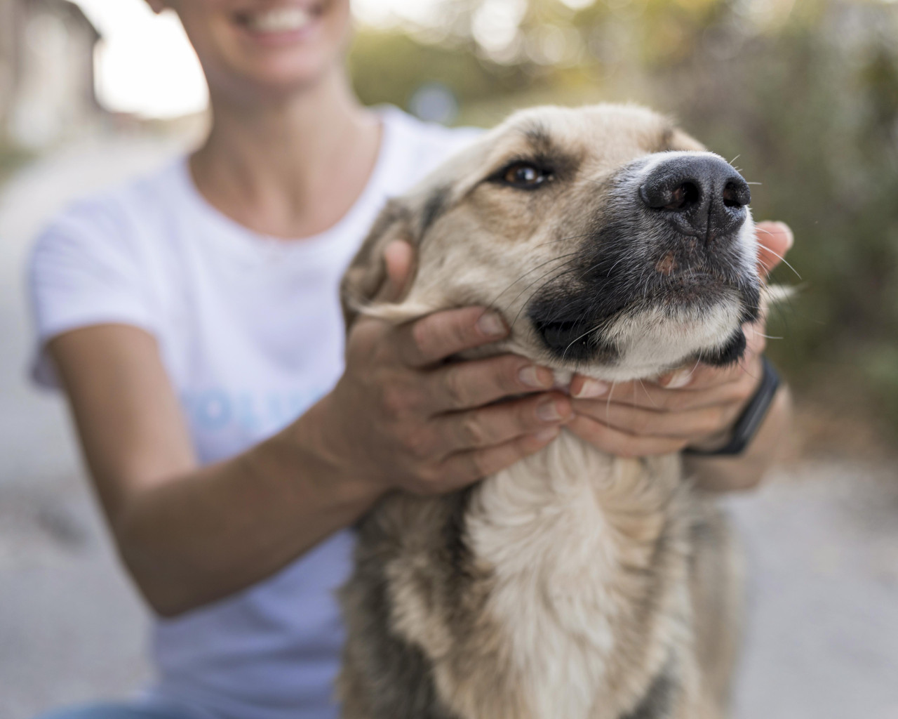 Perros, mascotas. Foto: Freepik.