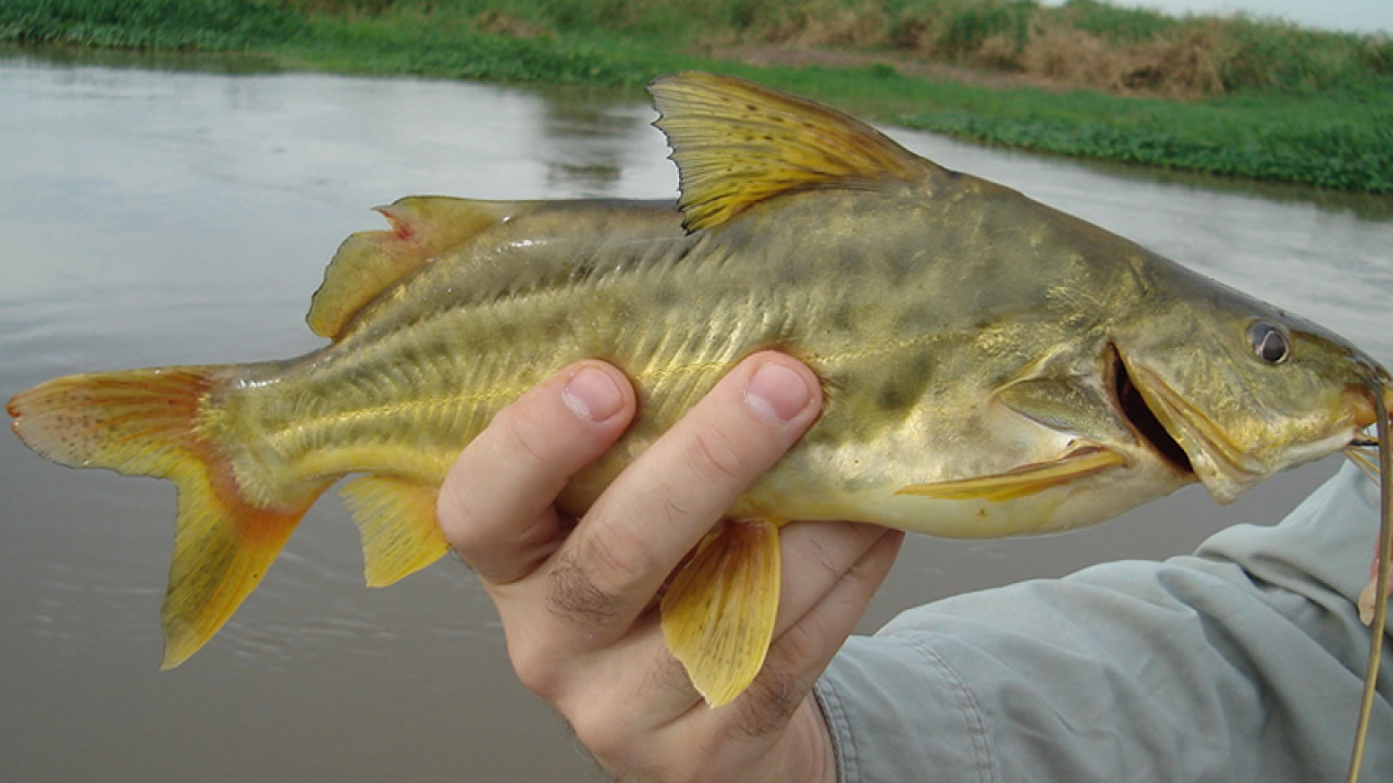 Bagre amarillo. Foto pescaargentina.com.ar