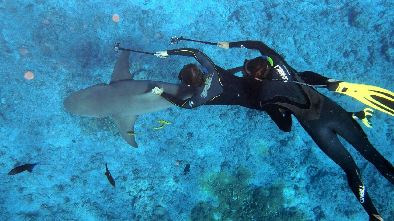 Tiburones. Foto: Unsplash.