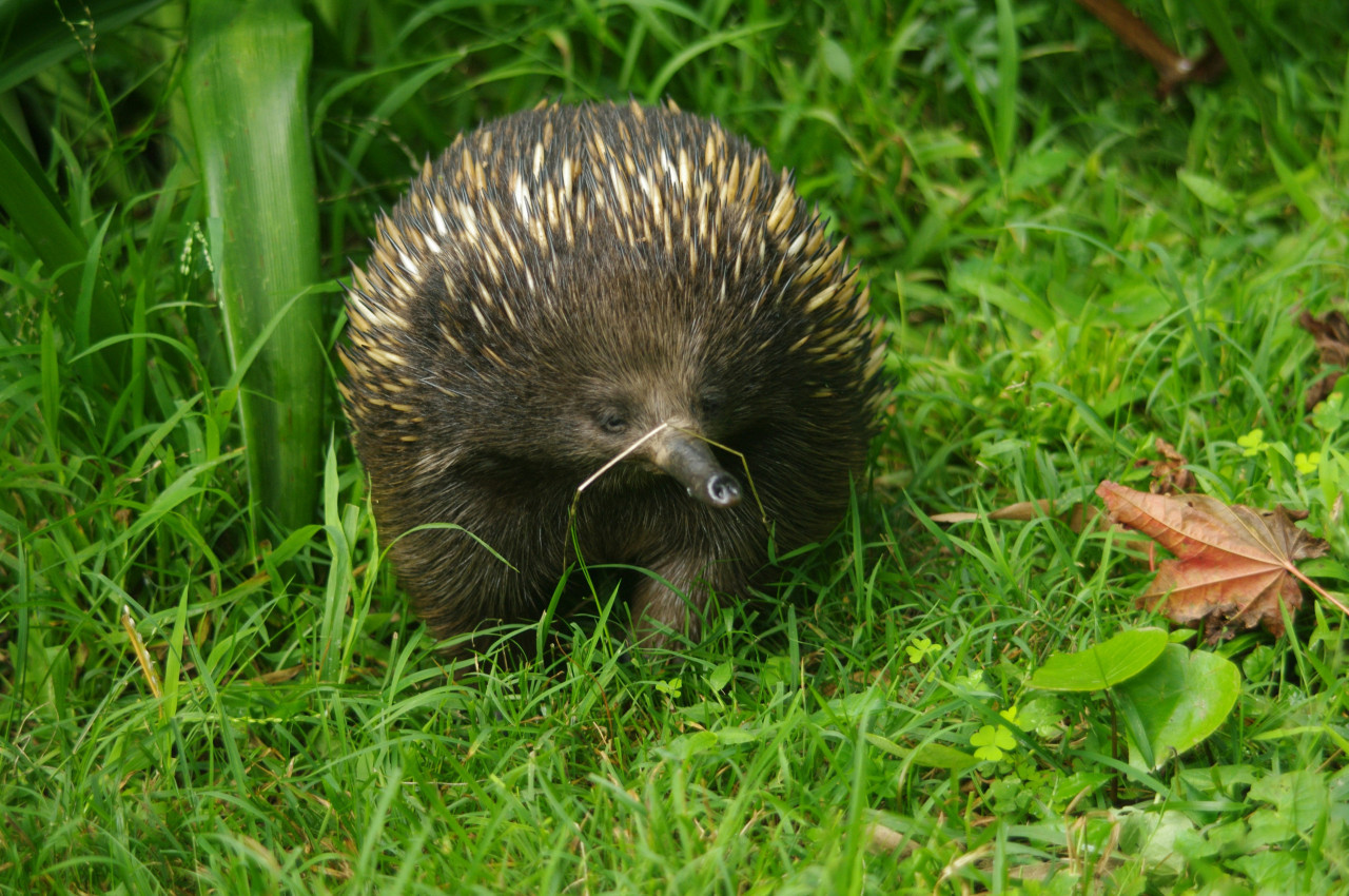 equidna picudo de Attenborough. Foto: Unsplash