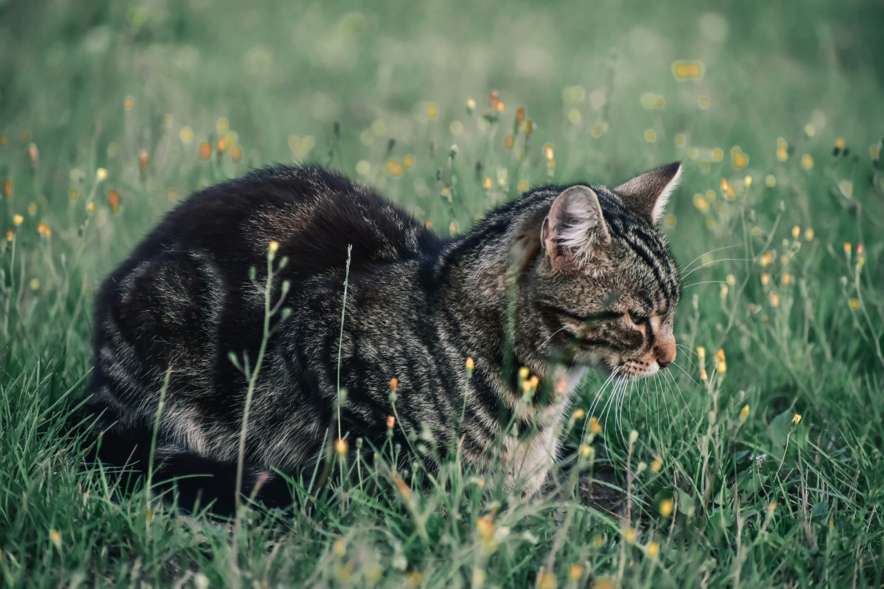 Gato; mascota. Foto: Unsplash