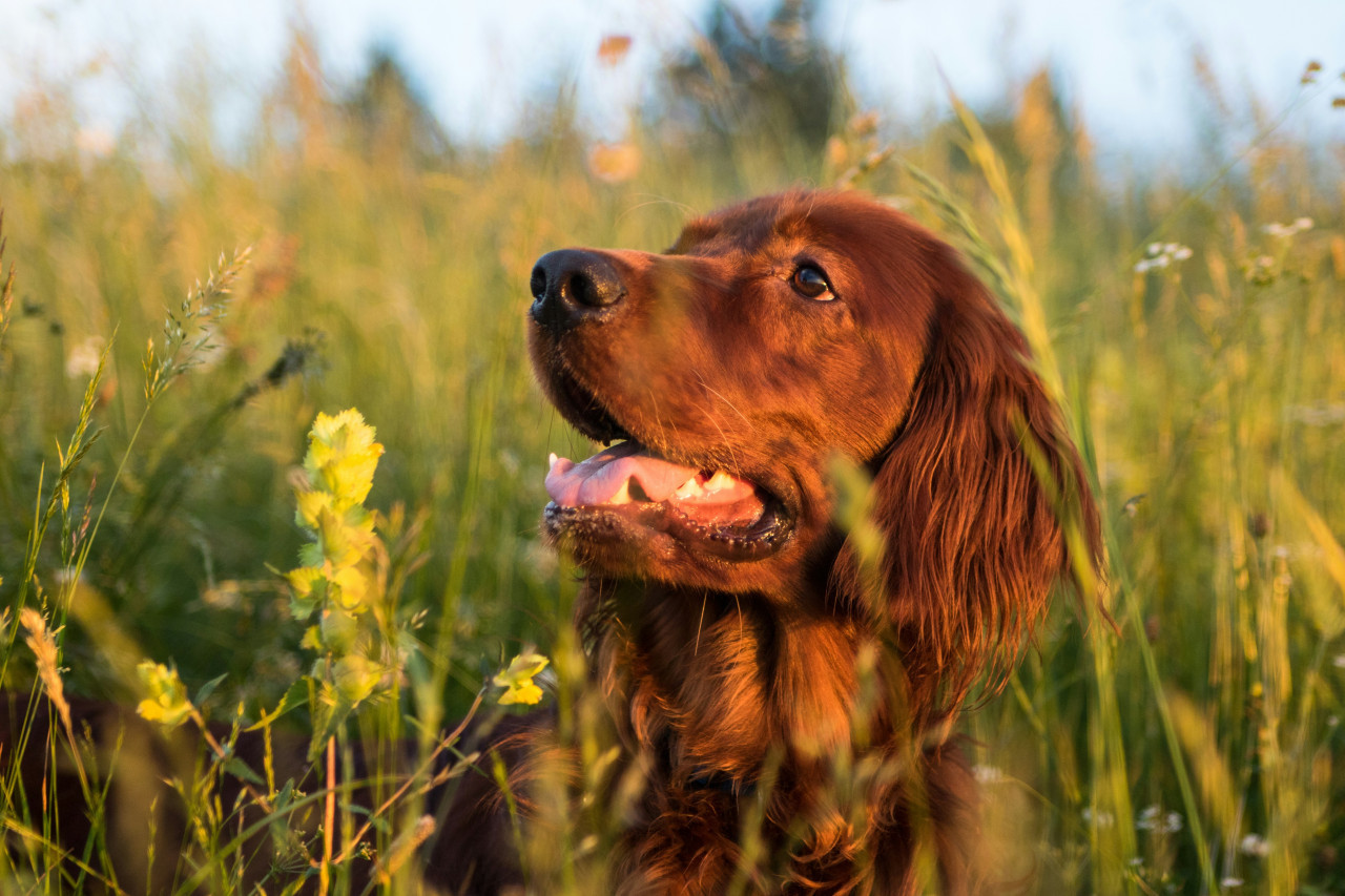 Perro; mascota. Foto: Unsplash