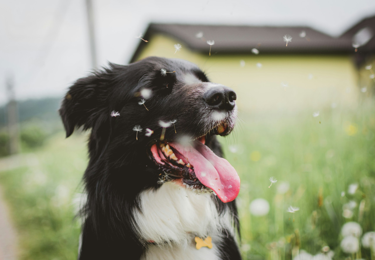 Perro; mascota. Foto: Unsplash