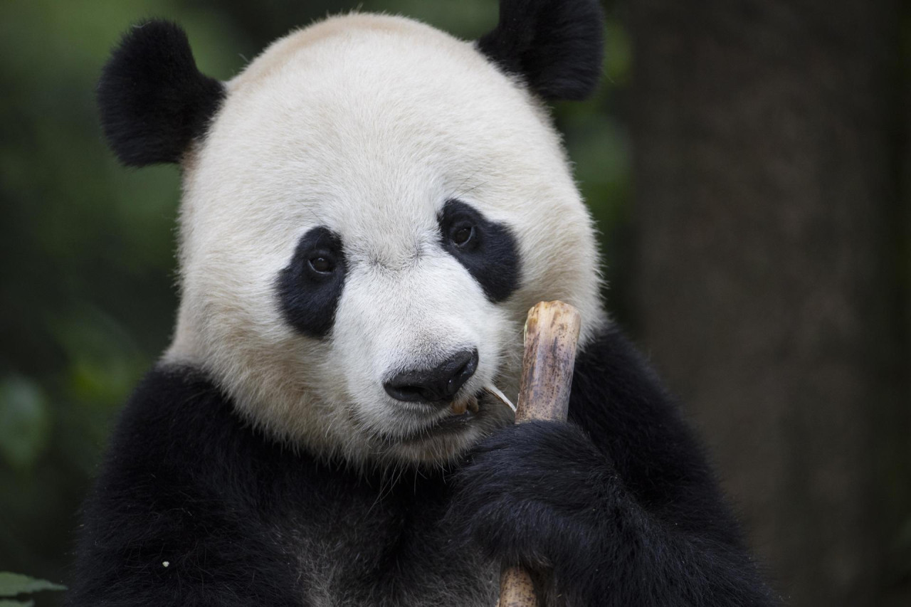 Panda gigante en la provincia de Sichuan, China. Foto: EFE.