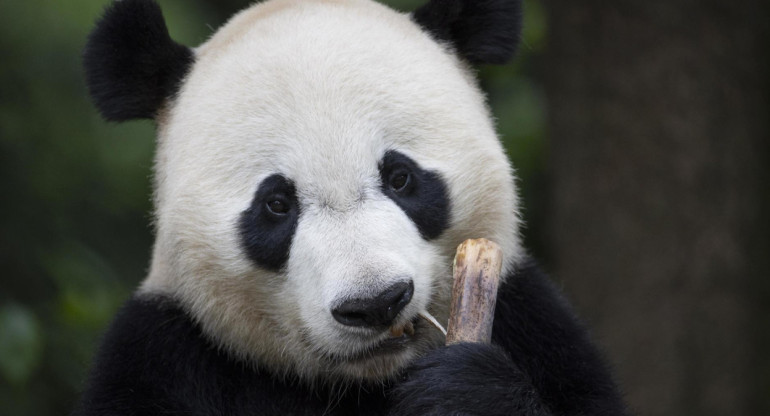 Panda gigante en la provincia de Sichuan, China. Foto: EFE.