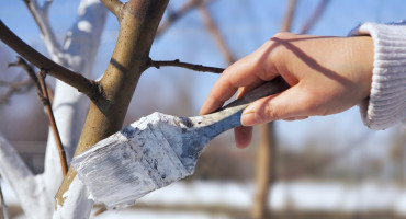 Árbol; pintura blanca. Foto: Gentileza EcoInventos.