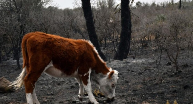 Incendios en Córdoba 2024, el impacto de las llamas en los animales. Foto: X