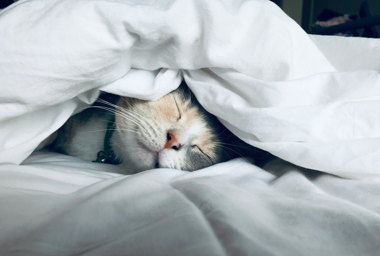 Gatos; dormir; sueño. Foto: Unsplash.