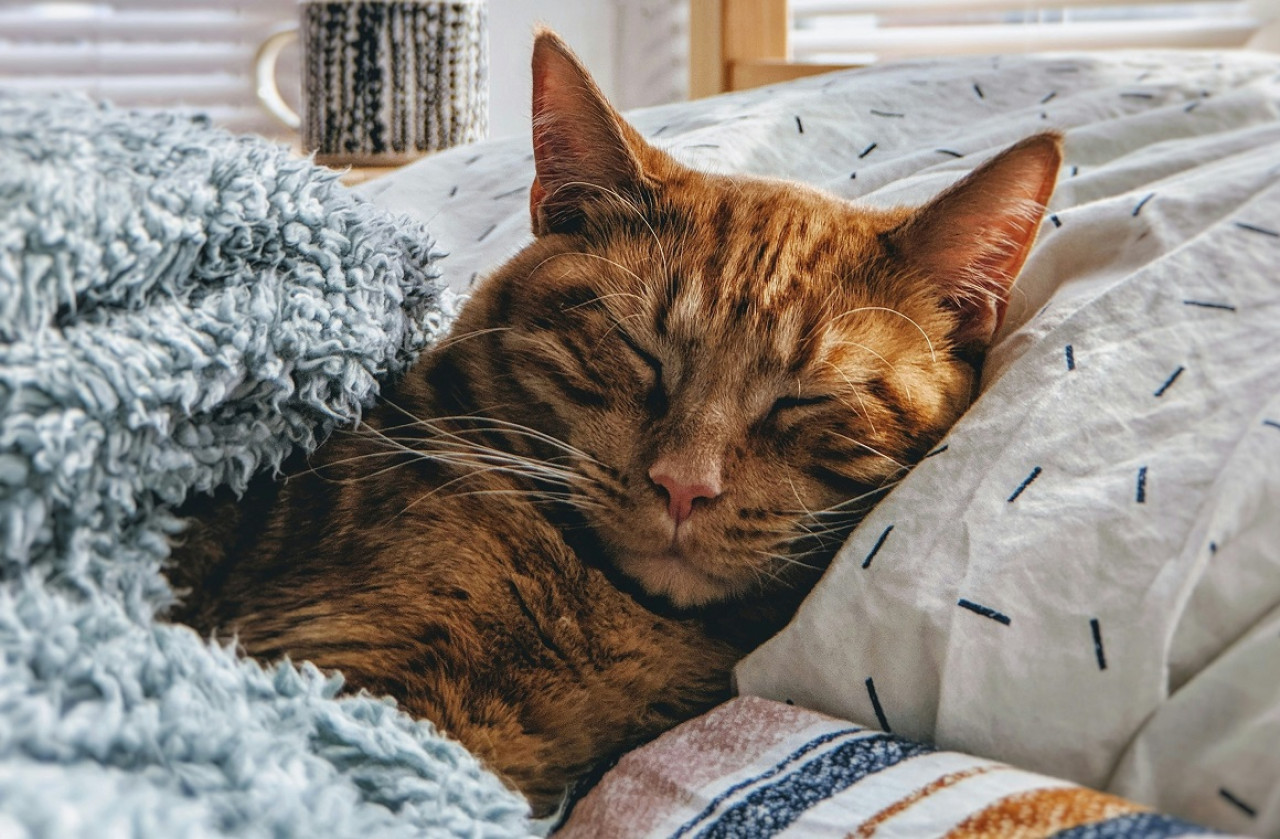 Gatos; dormir; sueño. Foto: Unsplash.